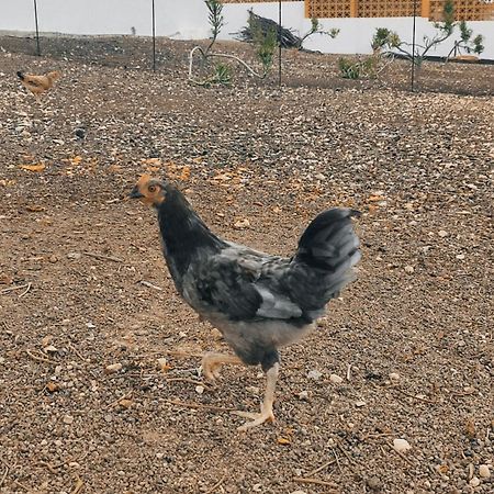 Fuerteventura Casa Tikuna La Oliva Kültér fotó