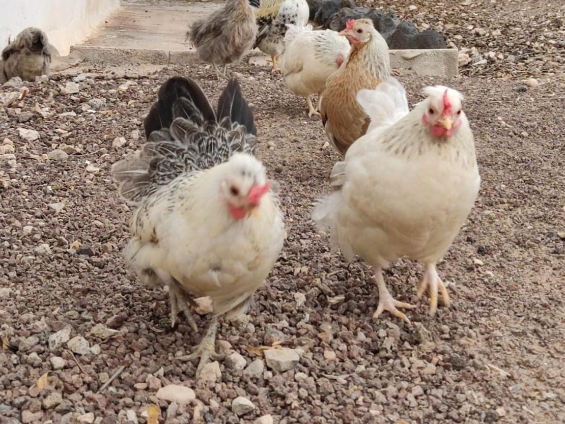 Fuerteventura Casa Tikuna La Oliva Kültér fotó